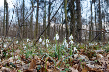 Galanthus nivalis, the snowdrop