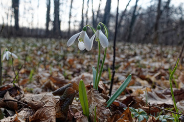 Galanthus nivalis, the snowdrop
