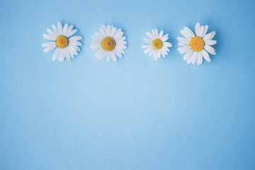 Fototapeta premium Margeriten, Gänseblümchen - Blüten auf buntem Karton, Vorlage für Design, Hintergrund mit Textfreiraum