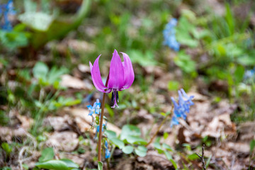 ピンクの野草の花　カタクリ