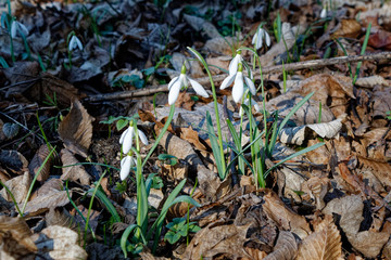 Galanthus nivalis, the snowdrop