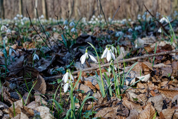 Galanthus nivalis, the snowdrop