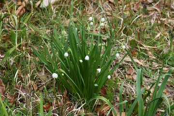 Snowflake blooms a bell-shaped flower with green spots at the tip of the white petal downward.