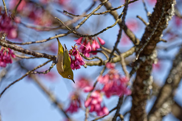 Warbling white-eye Zosterops japonicus on a branch in Karatsu, Japan
