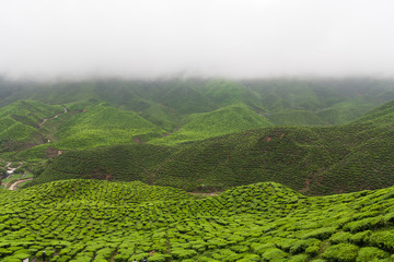 Boh Tea Plantation, scenery of landscape at Cameron Highlands