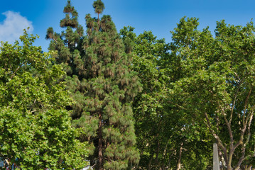 Tropical tree in a city park on a warm summer day