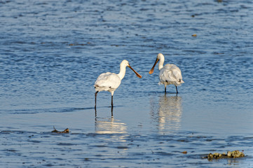common spoonbill Platalea leucorodia feeding on mudflat, Fukuoka, Japan 