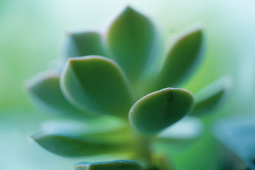 Foto macro de suculentas