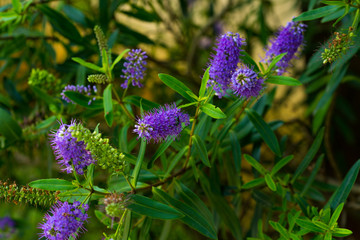 Flores silvestres con insectos