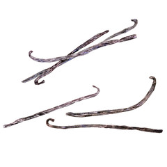 Watercolor vanilla sticks isolated on white.