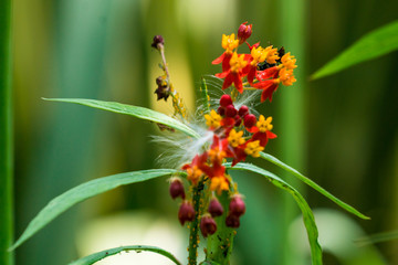 Flores silvestres con insectos