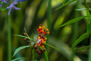 Flores silvestres con insectos