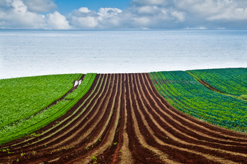 Cultivation