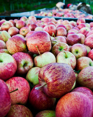 Apples 5
