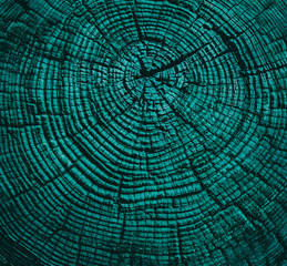 Old wooden oak tree cut surface. Detailed cool blue and teal texture of a felled tree trunk or stump. 