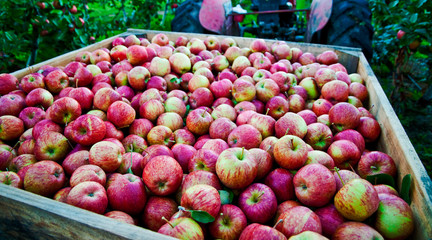 Apples 1