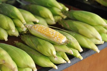 close up fresh sweet corn 