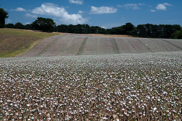 Field of poppies 1