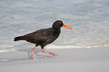 Sooty oystercatcher
