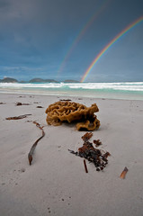 Sea sponge and Rainbow
