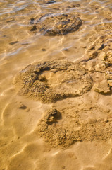 Stromatolites