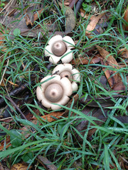 Earth star