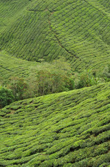 tea farm 