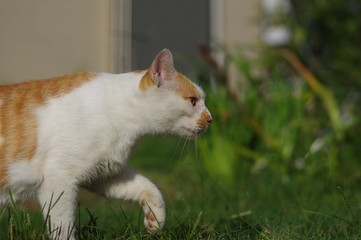 歩く猫