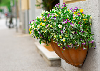 Purple and Yellow town flowers in a ceramic pot