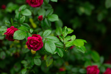 Rose in the garden over natural background after rain