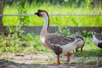 Geese are looking for food in the garden