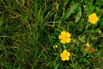 Common buttercup or Ranunculus acris