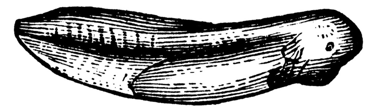 black and white tadpole drawing clip art preview
