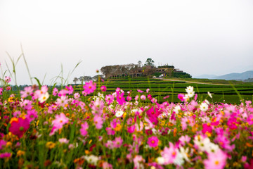 The beauty of the cosmos flower field in winter, Thailand