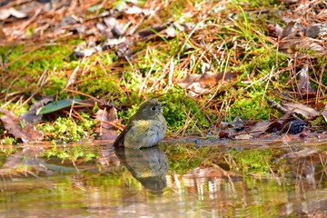 気持ちよさそうに水浴びするルリビタキメス