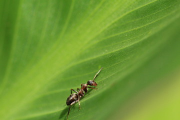 ant on leaf