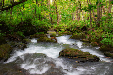 Fototapeta premium Oirase Stream Aomori City Japan