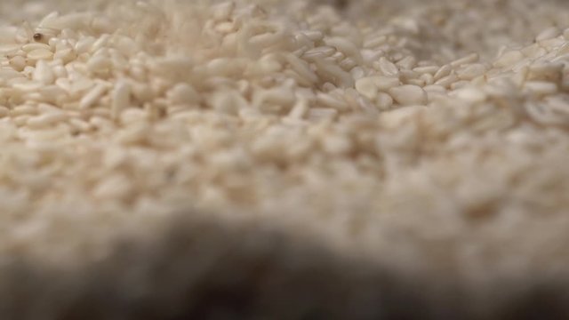 Fresh white sesame seeds falls on spinning raw sesame. Cooking concept with sesame seeds topping. Extreme close up macro footage.