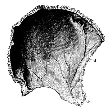 Parietal Bone of the Human Skull, vintage illustration.