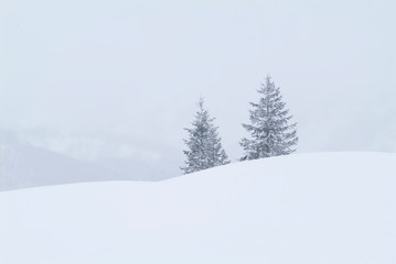雪の木