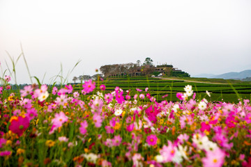 Cosmos flower field with morning light In the winter in the north of Thailand