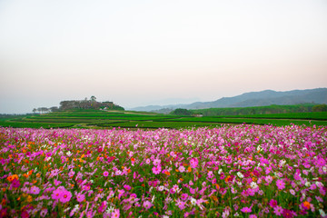 Cosmos flower field with morning light In the winter in the north of Thailand