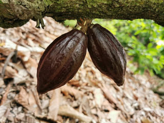 Two fresh brown cacao pod on the tree. Organic cocoa fruit pods in nature