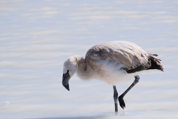 赤ちゃんフラミンゴ。アンデスのピンクフラミンゴ