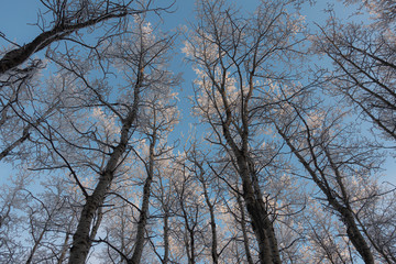 Fototapeta na wymiar fosted winter trees and sky