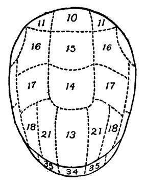  Phrenology, Vintage Illustration