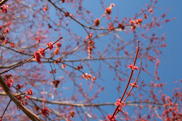 A Blooming Tree With Small Pink Buds on It