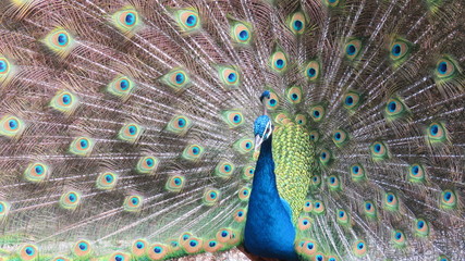 Obraz premium peacock with feathers out