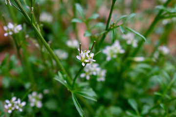 Obraz premium A Close Up of a Small White Flower Surrounded by Other Small White Flowers