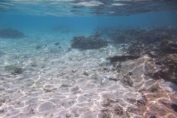 Underwater view of dead coral reefs and beautiful fishes. Snorkeling. Maldives, Indian ocean.